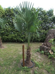 winterharte Palme Trachycarpus Fortunei Hanfpalme