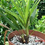 Winterharte Palme Trachycarpus takil