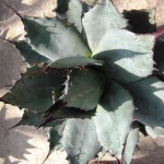 Diese Agave ist eine mittelgroße Pflanze die im westlichen Texas zuhause ist