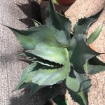 Die Agave Ovatifolia wächst so wie Sie es wollen