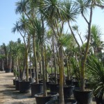 Cordyline australis bis-10 Grad kein Problem, 