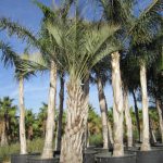 Butia capitata, Geleepalme, 