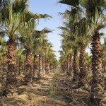 Washingtonia robusta/ Pettycoatpalme, leicht winterharte Palme, sehr Pflegeleicht