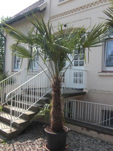 Palmenart Trachycarpus fortunei
