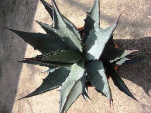 Die Chrysantha ist eine Agave die sich im Kübel richtig wohl fühlt