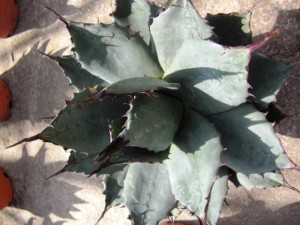 Diese Agave ist eine mittelgroße Pflanze die im westlichen Texas zuhause ist