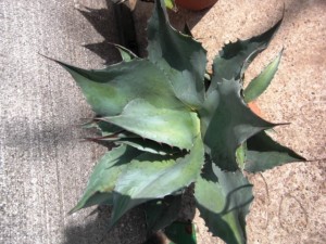 Die Agave Ovatifolia wächst so wie Sie es wollen