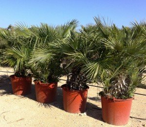 Zwerkpalme, Chamaerops humilis
