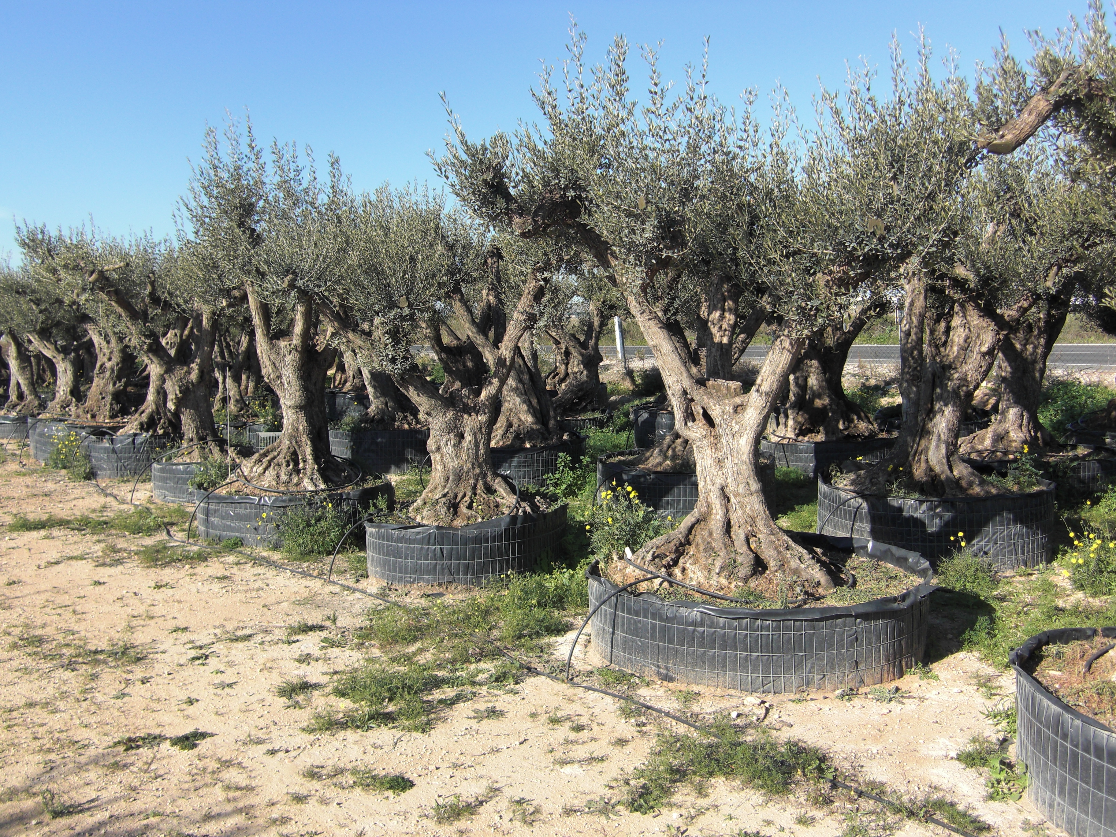 ca.500 Jahre alter Olivenbaum als Bonsai.