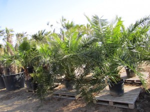 Phoenix canariensis / Kanarische Dattelpalme