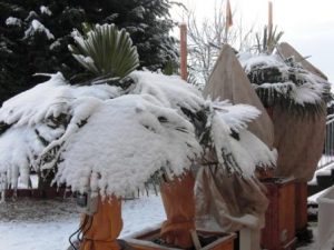 Trachycarpus fortunei im Winter bei -17Grad