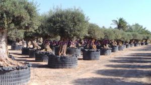Winterharter Olivenbaum ole europea